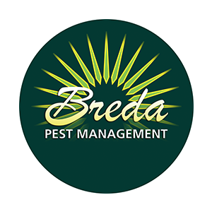 Breda